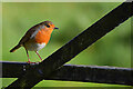 Friendly robin, Ballagh