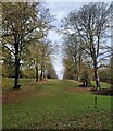 Tower Light, Wychwood Forest