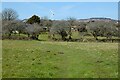 Pasture, Wendron