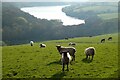 Pasture, St Columb Major