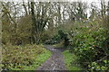 Muddy woodland path