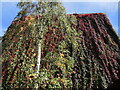 Colourful leaves in Callowhill Court