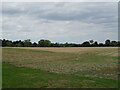 Stubble field, Hardwick