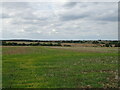 Field near Hardwick