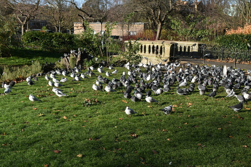 Pigeons, king George's Park © N Chadwick :: Geograph Britain and Ireland