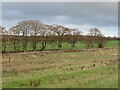 Farmland at Thornydykes