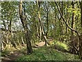 SJ8146 : Noah's Wood, Silverdale Country Park by Jonathan Hutchins