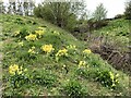 SJ8147 : Cowslips on Silverdale Country Park by Jonathan Hutchins