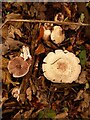 Mushrooms in Yalta Wood, Fotherby (3)