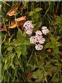 Pink-tinged yarrow by Yalta Wood, Fotherby