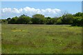 Grassland, Kenwyn