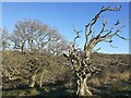 Trees beside footpath