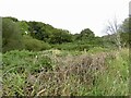 Scrub near Mill of Beith