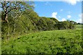 SW9048 : Woodland edge and pasture, Probus by Andrew Smith