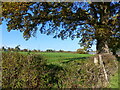 Tree, hedge, field and farm buildings in sunshine, Alvington