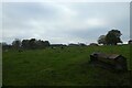 Path across a field of cattle