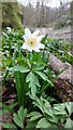 Wood Anemone