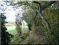 Riverside path at Shotley Bridge