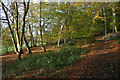 Another wooded slope in Sidehill Wood near Much Hadham