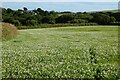 Farmland, St Wenn