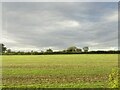 Field near Corby