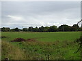 Grazing near Gaultney Farm