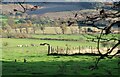 Fields at Croftgarry