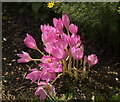 Autumn crocuses, Chipping Campden