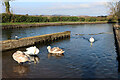 SK3410 : Snarestone Wharf - slipway and swans by Chris Allen