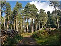 Log-piles on a forest track, Chaddesley Wood