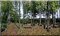 Picnic area, Priory Gardens, Gisborough Priory