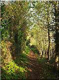 SX9268 : Coast path near Maidencombe by Derek Harper