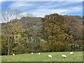 Sheep in field