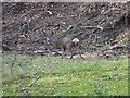 Roe Deer in Hulne Park, Alnwick