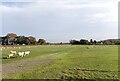 Yorkshire Agricultural Society Showground car park, Harrogate