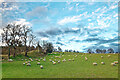 Farmland above Dingwall