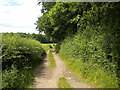 Public footpath alongside Langwith Wood (2)