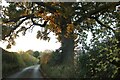 Punch Bowl Lane near Hemel Hempstead