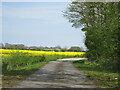 TA1351 : Moor  Grange  Farm  over  flowering  Oil  Seed  Rape by Martin Dawes