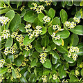 Japanese Spindletree in flower, Warwick