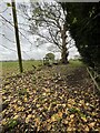 Farm track and stile