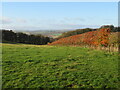 Beech hedge and landscape