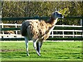 Llama, Dunkirk