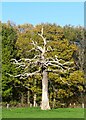 Dead tree, Dawes Road