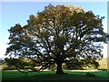 Tree by Dawes Road