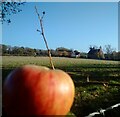 SO5359 : The Church and the Apple (Hamnish Church) [Novelty view] by DylanMusto14