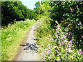 Towpath on the Kennet & Avon Canal near Bradford-on-Avon