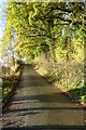 Autumn trees on Vine Lane