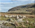 SH6660 : Sheep at Tal y Llyn Ogwen by Mat Fascione
