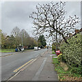 Coleridge Road: grey sky and bare branches